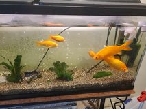 gold fish in Okinawa, Japan