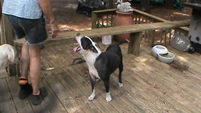 free dog in Camp Lejeune, North Carolina