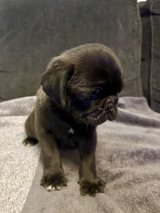 Pug puppies in Conroe, Texas