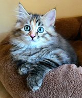 Siberian Forest kittens in Ramstein, Germany