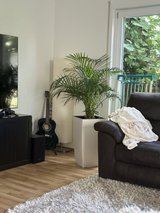 Big Palmtree with white standing vase in Stuttgart, GE