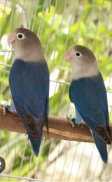 ISO Male African Lovebird in Okinawa, Japan