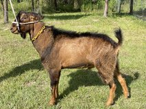 Lamancha in Kingwood, Texas