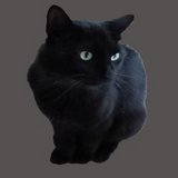 Stray Young Black Cat in Kansas City, Missouri