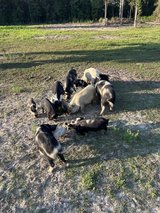 Kunekune pigs in Fort Polk, Louisiana