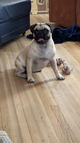 Two pugs looking for a new home in Alamogordo, New Mexico