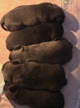 Pug puppies in Houston, Texas