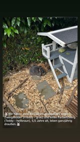 Two dwarf bunnies need a new home in Stuttgart, GE