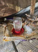 baby Guineas in Leesville, Louisiana