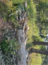 white oak firewood in Leesville, Louisiana