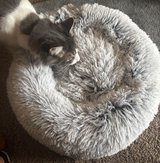 Cat/dog bed in Alamogordo, New Mexico