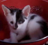 kittens need furever homes in Yucca Valley, California