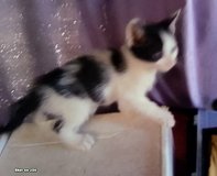 kittens need furever homes in Yucca Valley, California