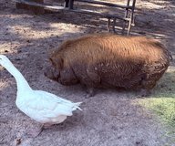 KuneKune boar pig in Fort Polk, Louisiana