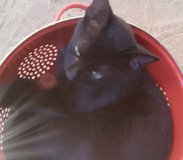 teenage kittens needing homes in Yucca Valley, California