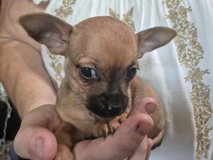 Rehoming 8 w/o Chihuahua puppies in Fort Leonard Wood, Missouri