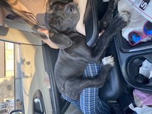 Cane corso puppy in Fort Campbell, Kentucky