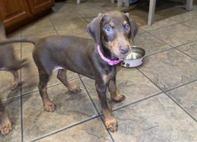 Doberman girl looking for a forever home in Fairfield, California