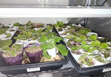 100 African Violet Plants in 29 Palms, California