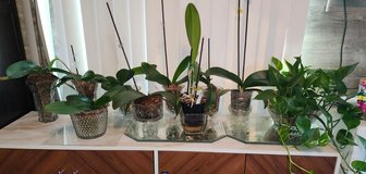 9 Orchid Plants and a Philodendron Plant in 29 Palms, California