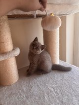 Quality GCCF British Shorthair Kittens in Ramstein, Germany