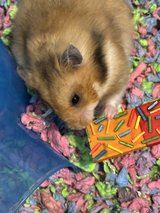 Fancy Hamster with Cage and Supplies in Camp Lejeune, North Carolina