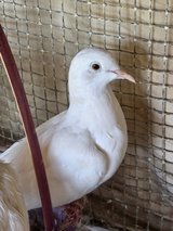 **WHITE RINGNECK DOVES in Alamogordo, New Mexico