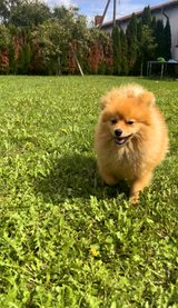 little Pomeranian Fluffy in Ramstein, Germany