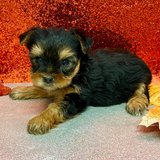 Playful Yorkie Puppies in Camp Lejeune, North Carolina
