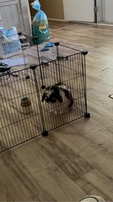 mini holland lop free in Houston, Texas