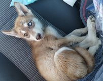 Husky/Alaskan malamute pups in Camp Pendleton, California