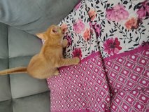 Kittens free to good home, Hubert NC in Camp Lejeune, North Carolina