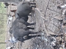Breeding pair of meat pigs in Fort Leonard Wood, Missouri