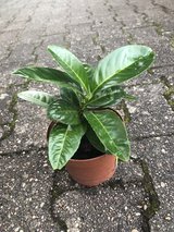 baby garden plants in Ramstein, Germany