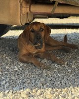 Female Bloodhound in Fort Leonard Wood, Missouri