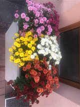 large plant tub + 6 sweet maries / mums in Ramstein, Germany