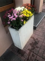 large plant tub + 6 sweet maries / mums in Ramstein, Germany