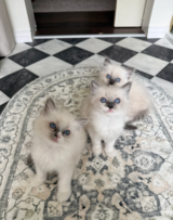 2 GIRLS LEFT PUREBRED European Ragdolls in Ramstein, Germany