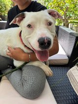 From Abused to Loved, Now Needs a Forever Home in Travis AFB, California