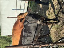 Quality Steer for Quality Heifer in Fort Polk, Louisiana