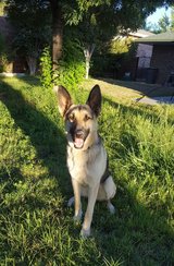 9yr old female German shepherd in Alamogordo, New Mexico