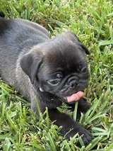 Pug puppies in Houston, Texas