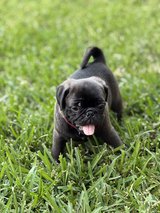 Pug puppies in Houston, Texas