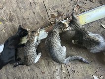 Cats/Kittens in DeRidder, Louisiana