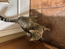 FOUND young tabby cat in Clarksville, Tennessee