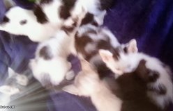feline dalmatian kittens 9 weeks in Yucca Valley, California