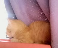 11 wk old orange Tabby needs home in Yucca Valley, California