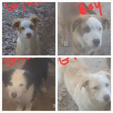 FREE MIXED BREED PUPPIES TO A LOVING HOME in Byron, Georgia