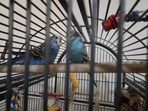 Free budgies (Coco &Puf) and cage! in Ramstein, Germany