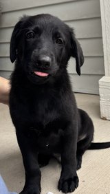 Shepadoodle puppies in Aurora, Illinois